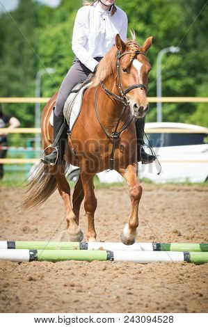 Training In Horse Riding, Entry Level. Overcoming A Horseman On A Bay Horse Obstacles - Cavaletti On