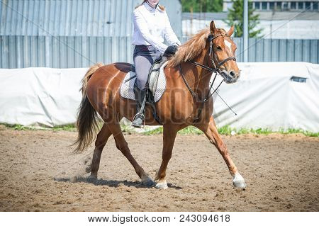 Training In Horse Riding, Entry Level. Overcoming A Horseman On A Bay Horse Obstacles - Cavaletti On