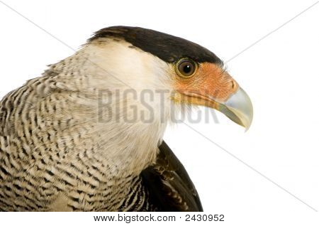 Sydlige Caracara (3 år) - Polyborus Plancus