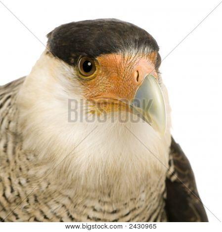 Sydlige Caracara (3 år) - Polyborus Plancus