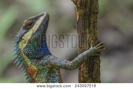 Blue Crested Lizard (calotes Mystaceus) In Tropical Forest Thailand