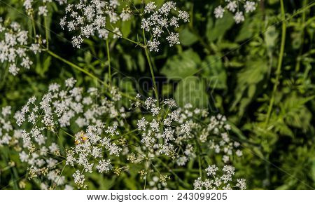 The Small White Flowers In The Hedge In Summertime