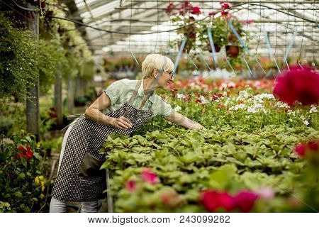 Senior Woman Working In Flower Garden
