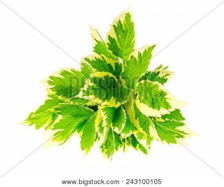 Leaves Of Aegopodium Podagraria Variegata. Studio Photo