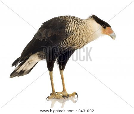 Sydlige Caracara (3 år) - Polyborus Plancus