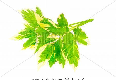 Leaves Of Aegopodium Podagraria Variegata. Studio Photo