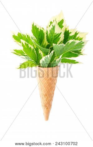 Leaves Of Aegopodium Podagraria Variegata. Studio Photo