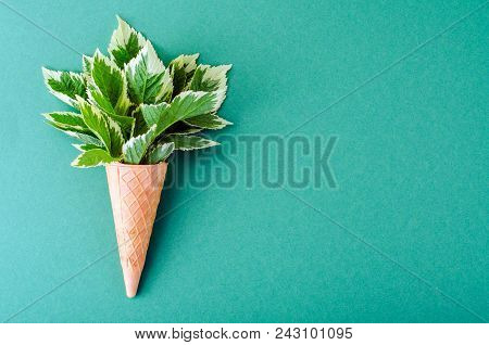 Leaves Of Aegopodium Podagraria Variegata. Studio Photo