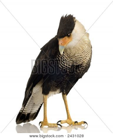 Sydlige Caracara (3 år) - Polyborus Plancus