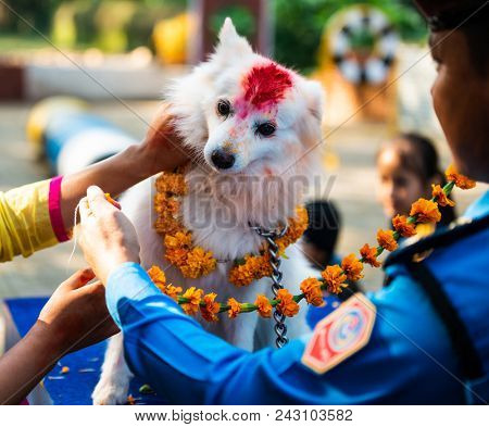 KATHMANDU, NEPAL - OCTOBER 29, 2016: Nepal police celebrates Kukur Tihar (dog festival) at Central Police Dog Training School.