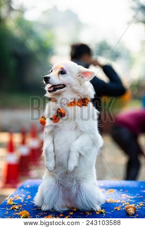 KATHMANDU, NEPAL - OCTOBER 29, 2016: Nepal police celebrates Kukur Tihar (dog festival) at Central Police Dog Training School.