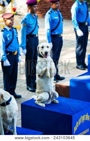 KATHMANDU, NEPAL - OCTOBER 29, 2016: Nepal police celebrates Kukur Tihar (dog festival) at Central Police Dog Training School.