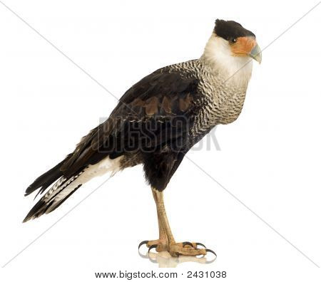 Sydlige Caracara (3 år) - Polyborus Plancus