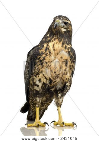 Genç Şahin-kartal - Geranoaetus Melanoleucus Kara göğüslü