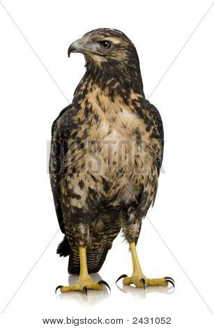 Genç Şahin-kartal - Geranoaetus Melanoleucus Kara göğüslü