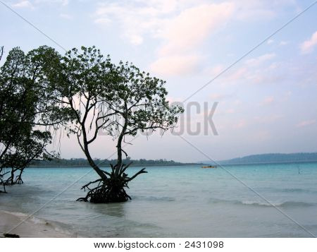 Seascape_Tree