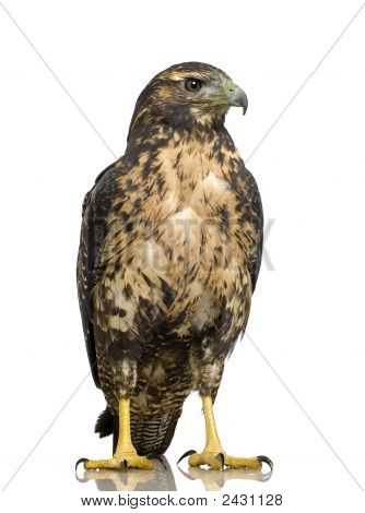 Genç siyah göğüslü şahin-kartal () - Geranoaetus Melanoleucus