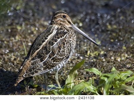 Common Snipe (Capella Gallinago}