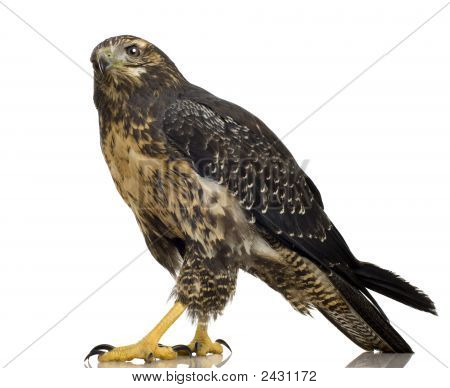 Genç siyah göğüslü şahin-kartal () - Geranoaetus Melanoleucus
