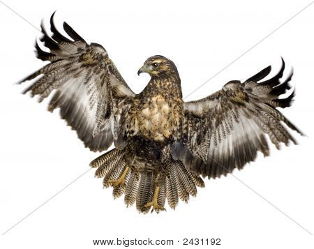 Giovane poiana-pectoralis () - Geranoaetus melanoleuca