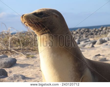 Curious Seal Is Looking For Something Galapagoss
