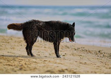 Black Dog In A Pussy On The Shore Of Morya