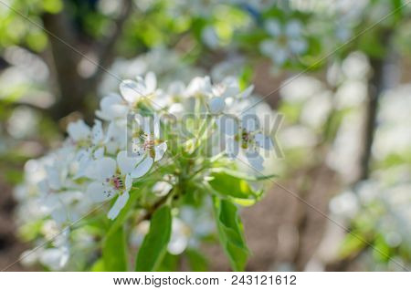 Flowering Cherrybranches On A Tree In The Spring. Selective Focus. Blurry Picture
