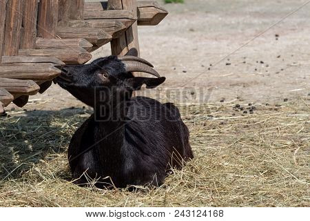 Black Goat (capra Aegagrus Hircus). Cameroon Goat.