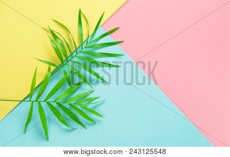 Green Palm Leaves On Colorful Background. Minimal Floral Flat Lay. Summer Holidays Concept