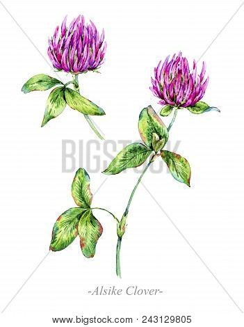 Watercolor Summer Medicinal Flowers, Wildflowers. Botanical Illustration Isolated On White Backgroun