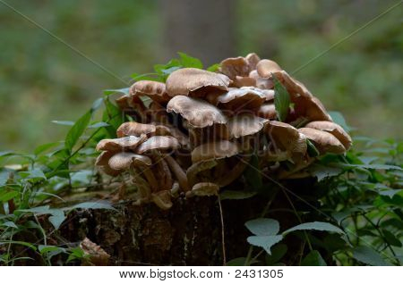 Pilze