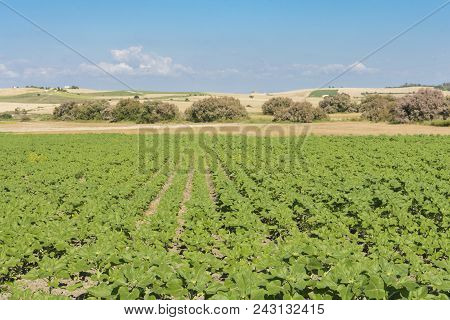 Rainfed Agriculture, A Field Planted With Sunflowers