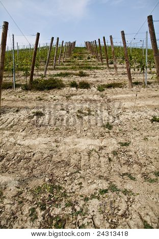 สวนไวน์ Barbera - อิตาลี