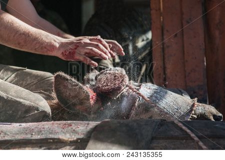 Cutting antlers of Altaic stag maral. Man covers the wound with alum to avoid infection