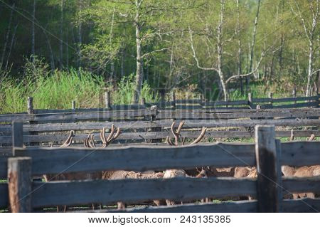 Domesticated deers marals on farm in Altay