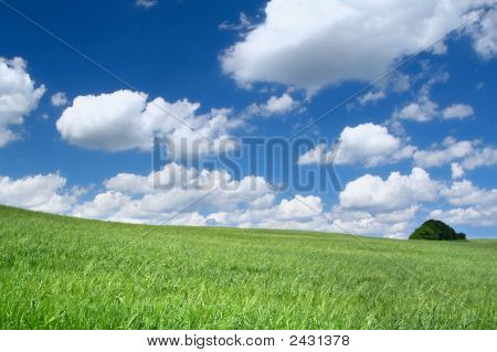 Sommer felt