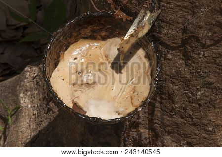 Extraction Of Latex From Rubber Tree. Sukorn Island, Thailand