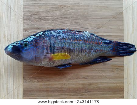Mediterranean Sea Fish Symphodus Tinca, Crenilabrus Tinea With Open Mouth Ready To Cook. Bright Fres