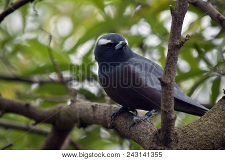 The White Browed Wood Swallow Is Perched In A Tree
