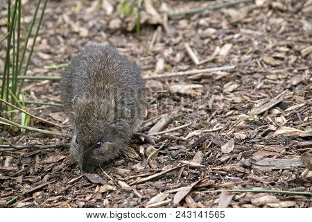 The Long Nosed Potoroo Is Scurrying Around Looking For Food