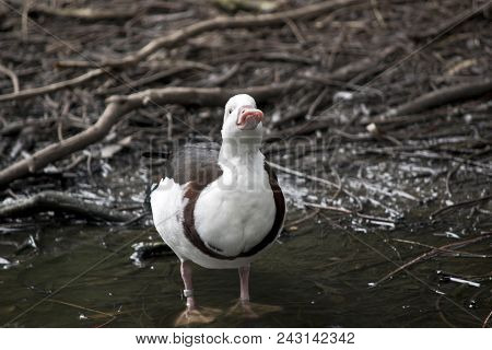 The Ragjah Duck Is Wading In A Shallow Pond