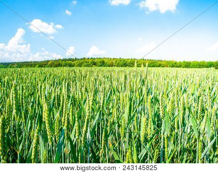 Green Spring Field Of Grain On Sunny Day With Blue Sky And White Clouds. Natural, Agricultural And R