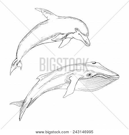 Set Of Isolated Marine Animals. Silhouette Of Whale And Dolphin On White Background. Hand Drawing In