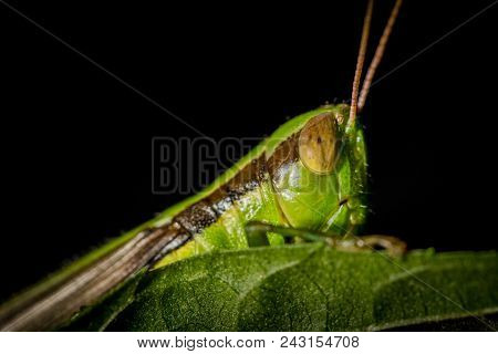 Grasshopper, Animal, Insect, Vector, Nature, Macro, Cricket, Green, Isolated, White, Illustration, B