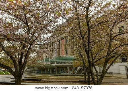 Brooklyn, Ny - May 30, 2018: Cherry Trees In Full Bloom In Front Of The Brooklyn Museum In Brooklyn,