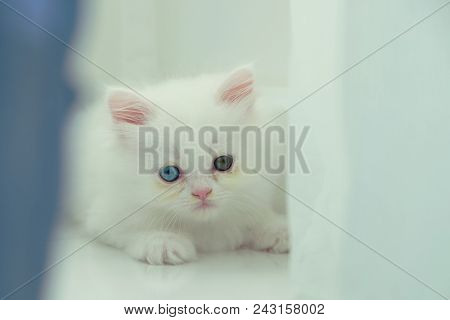 Adorable Pure White With Odd Different Blue And Green Eyes Persian Cat Sitting Behind The Navy Blue 