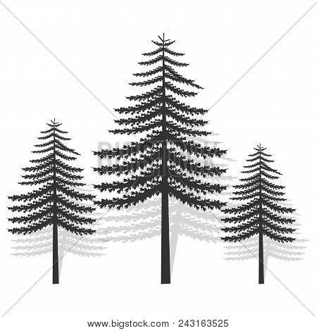 Three Coniferous Tree With Transparent Shadow.black Silhouette.ecological Symbol