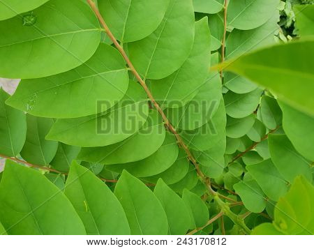 Close Up Of Leaves Phyllanthus Acidus As A Background. Natural Green Wallpaper, Ecological Concept. 