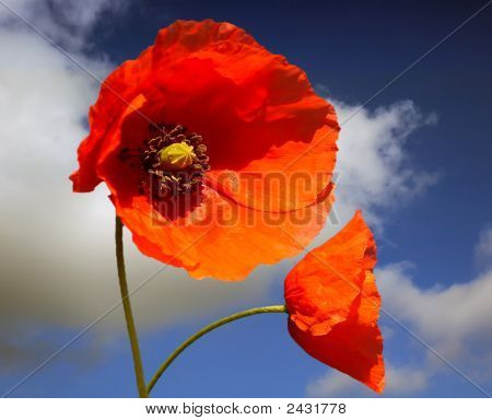 Blomst 2