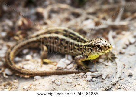 Pregnant German Common Wall Lizard In The Garden